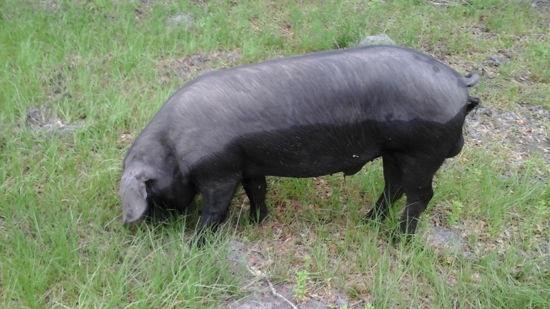 Young large Black Boar. Photo credit Einstein H&A Fainting Farm